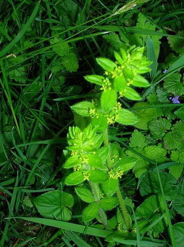 Cruciata laevipes